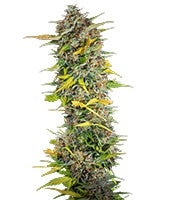 Cream Tangerine Auto (Sweet Seeds)