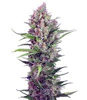 Cream Tangerine F1 Fast Version (Sweet Seeds)