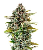 Critical Cheese (Dinafem Seeds)