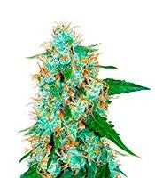 Critical Neville Haze 2.0 (Delicious Seeds)