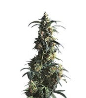 Domina Haze