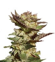 Durga Mata (Paradise Seeds)
