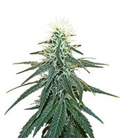 Early Skunk (Sensi Seeds)
