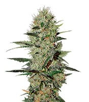 Exodus Cheese Auto (GHS)