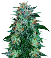 Flash Babylon Auto (Samsara Seeds)