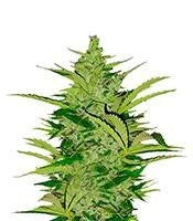 Fast Eddy Automatic CBD (RQS)