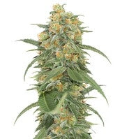 Green Crack (Humboldt Seeds)
