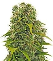 High Density Auto (Heavyweight Seeds)