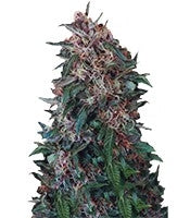 Hollands Hope regular (Dutch Passion)