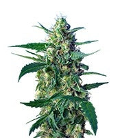 Ice Cool Auto (Sweet Seeds)