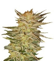Ice Cream (Paradise Seeds)