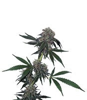 Jack Flash regular (Sensi Seeds)