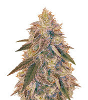 Jack Herer (Vision Seeds)