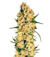 Jamaican Dream (Eva Seeds)