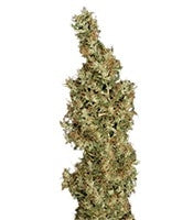 Kali Mist regular (Serious Seeds)