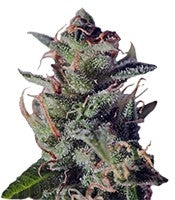 La Lybella (Dutch Passion)