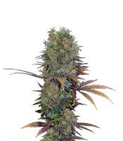Landysh (VIP Seeds)