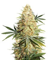 Lemon Z (Dutch Passion)