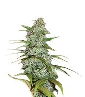 Master Kush (Nirvana Seeds)