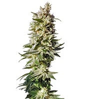 Mataro Blue (Kannabia Seeds)