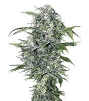 Maxi Haze Auto (Grass-O-Matic)