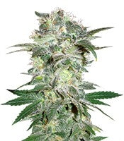 Mazar Kush (World of Seeds)