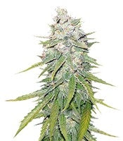 Mazar X Great White Shark (World of Seeds)