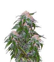 Medical VIP (VIP seeds)