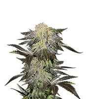 Mendocino Madness regular (TH Seeds)