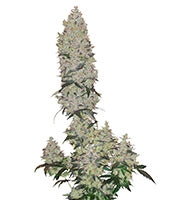 Mohan Ram Auto (Sweet Seeds)