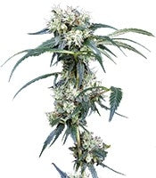 NL5 Haze Mist (GHS)