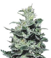 Nebula (Paradise Seeds)