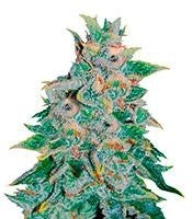 Northern Light Blue Auto (Delicious Seeds)