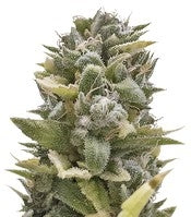 OG Kush Auto (Humboldt Seeds)