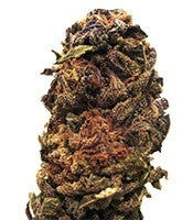 Orange Bud regular (Dutch Passion)