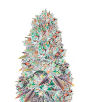 Original Berry (Victory Seeds)