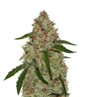 Phantom OG (Barney's Farm)