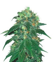 Punky Lion (Samsara Seeds)
