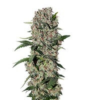 Papaya regular (Nirvana Seeds)