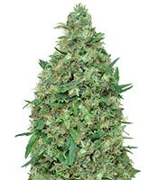 Patel’s Cornershop Special (Dr. Krippling Seeds)