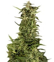 PolarLight #2 Auto (Dutch Passion)