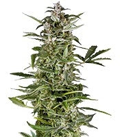 PolarLight #3 Auto (Dutch Passion)