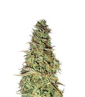 Power Plant (Dutch Passion)