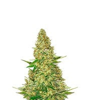 Power VIP (VIP seeds)