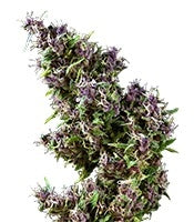 Purple Paro Valley (Mandala Seeds)