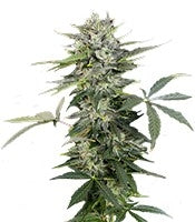 Roadrunner Autoflowering (Dinafem Seeds)
