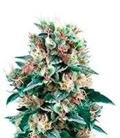 Royal Creamatic Auto (RQS)