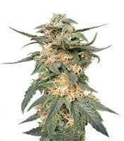 Royal Haze Automatic (RQS)