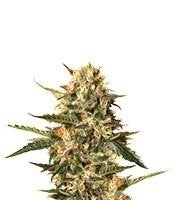 Mother Gorilla (Royal Madre) (RQS)