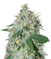 Spiritual Punk (Samsara Seeds)